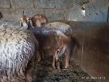 булан животное: Продаю | Ягненок | Арашан — 4