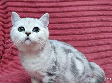 Продажа кошек: Скотиш Страйт (Шотландская прямоухая), 2 месяца, Девочка — 8