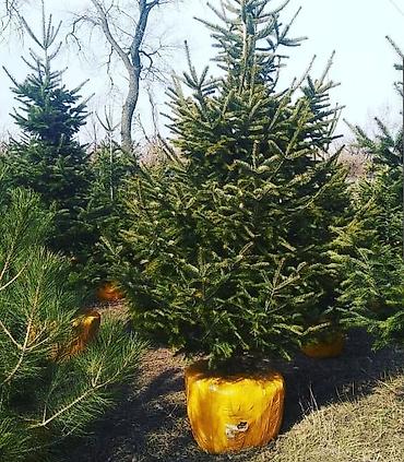 Other decorative tree saplings: Пихта семёнова 6м. Пихта ещё есть от 1 метра до 5метров заказывайте — 2