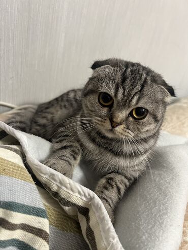 шотландская вислоухая серая: Продаю красивую шотландскую вислоухую кошку. 9 месяцев. К лотку