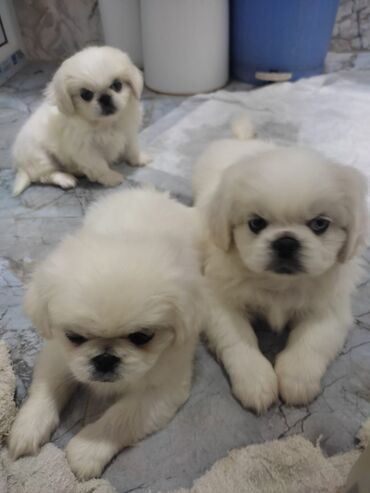 pikinesi: Pekines, 2 ay, Erkek lalafo.az -da pikinesi: Pekines, 2 ay, Erkek