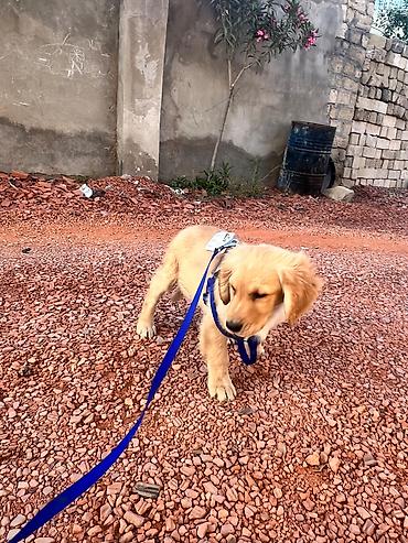 balaca it cinsi: Salam qizili temiz qan 3 ayliq erkek golden retriever peyvend — 2