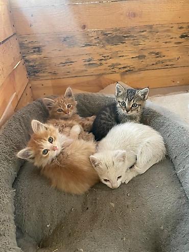 Котята, помет разноцветный: - Окрас: рыжий длинношерстный, рыжий