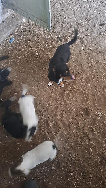 İtlər: Balalar satilir temiz zvanokdu atasiynan anasi ayri cinsdi ama temiz — 4