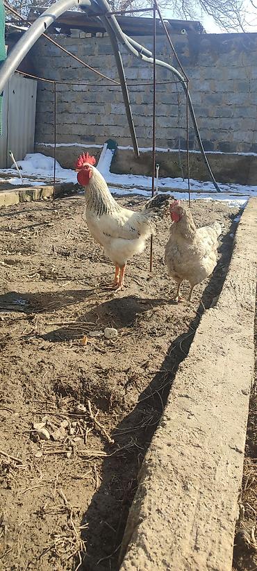 Куры, петухи: Продаю | Куры | Несушки — 11