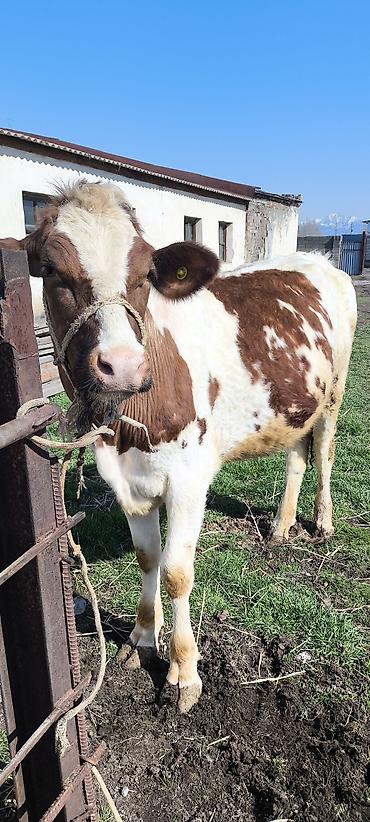 Коровы, быки: Продаю | Тёлка | Айрширская — 5