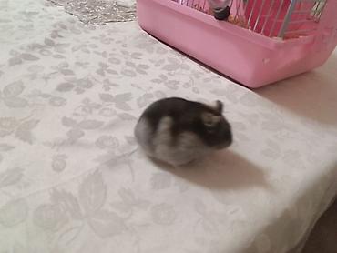 Qəfəslər: Siçan/hamster ile 2 mərtəbəli!qəfəs dəsti 'qızdı yemək və qumu ile — 9