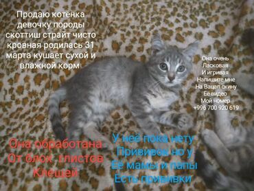 объявления о пропаже животных: Скотиш Страйт (Шотландская прямоухая), 4 месяца, Девочка, Приучена к лотку, Проглистована