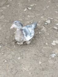 Digər quşlar: 8 ədəd lal ördək satılır.Unvan Biləsuvar .Qiymət 50 manat.2-3 aylıq — 7