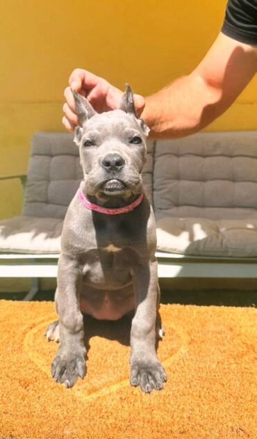 Psi: Cane corso, stenad 2 crne zenke i 2 sive zenke. Oštenjene 12.06.2025 na lalafo.rs — 6 Psi: Cane corso, stenad 2 crne zenke i 2 sive zenke. Oštenjene 12.06.2025 — 6