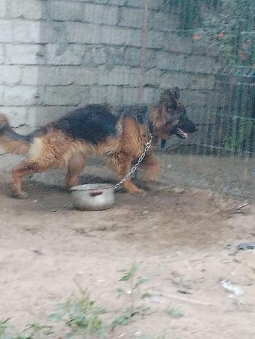 Alman çoban iti lalafo.az -da Alman çoban iti
