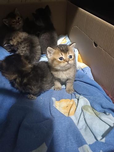 Pişiklər: Britan, Yaxşı əllərə — 2