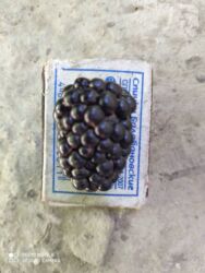 Фрукты и ягоды: Саженцы малина сорт Атлант маравела.паланес.вайалет.мапема аронжовая — 5