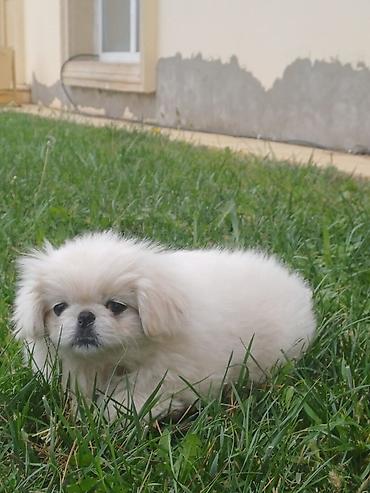 ag baliq qiyməti: Pekines — 1