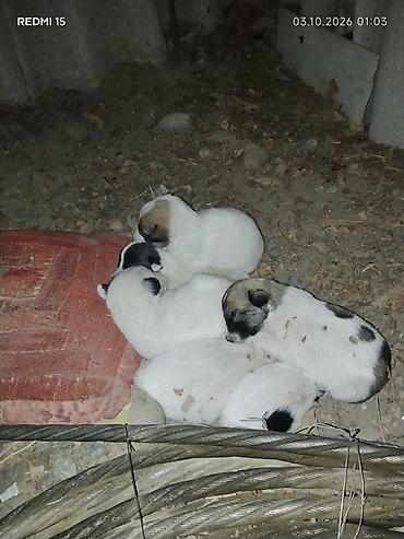 Собака даром: 1 месяц, Самец
