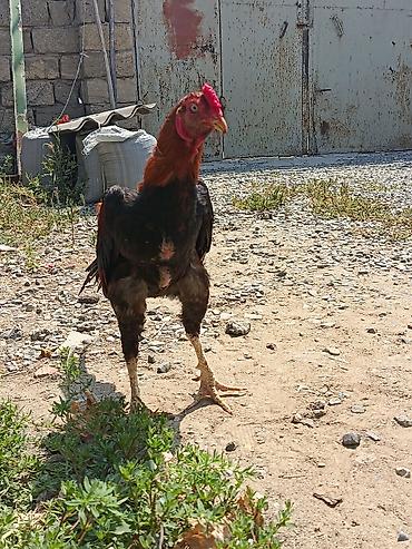 rotweiller: 11 Aylıq becədi tayına heyvan gətirib yoxlaya bilərsiz qiymətdə — 4