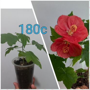 Садовые цветы и кустарники: Черенки цветка — 6