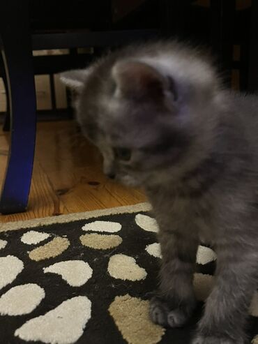 Pişiklər: Temiz qan shinshila balalari satilir. 15 .11.25 ilde dogulublar. yemek — 14