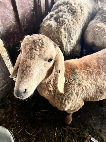 Бараны, овцы: Продаю | Баран (самец) | Эдильбаевская | Для разведения — 5