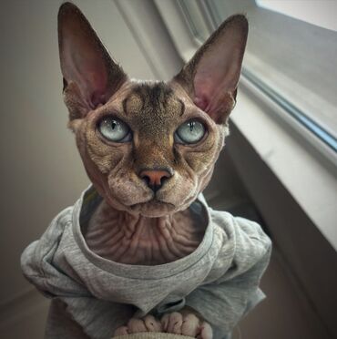 Pişiklər: Sfinks, Erkək, Dişi — 3