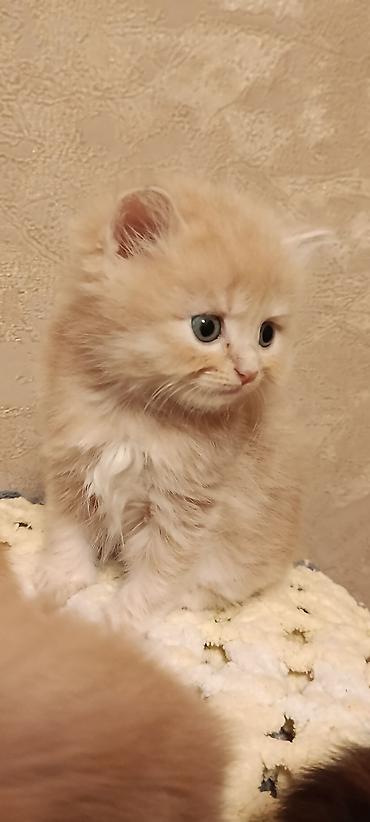 Pişiklər: Şinşilla, Erkək, Dişi, Yaxşı əllərə, Ünvandan götürmə — 6