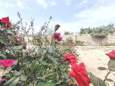 Həyət evləri və villaların satışı: 2 otaqlı, 80 kv. m, Yeni təmirli — 13