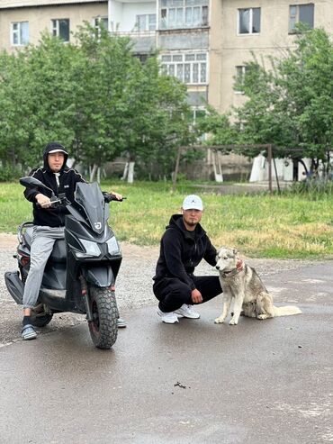 купить трехколесный мотороллер: Скутер 150 куб. см, Бензин, Б/у