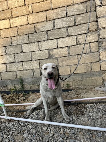İtlər: Labrador-retriver, 3 il, Erkek, Sənədli, Ünvandan götürmə lalafo.az -da İtlər: Labrador-retriver, 3 il, Erkek, Sənədli, Ünvandan götürmə
