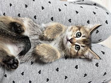 Котёнок тигрового окраса шиншилла - Полосатый котёнок с пушистой