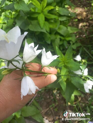 Садовые цветы и кустарники: Рассада цветка: Хризантемы — 12