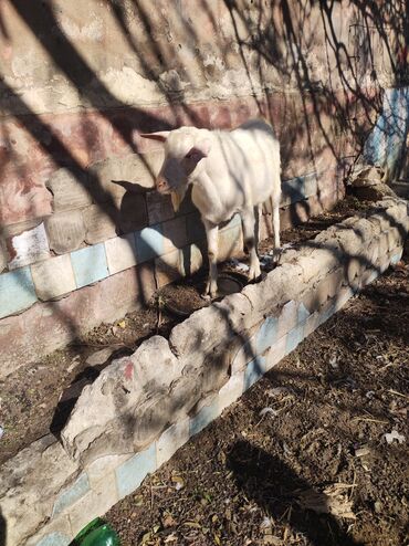 Keçi, çəpiş: Erkək, Zanen, il: 1, Ünvandan götürmə