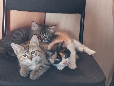 таза канду ат: Кошка даром: Беспородная, 2 месяца, Девочка, Приучена к лотку