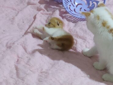 Pişiklər: Şotland yastı qulaq, Yaxşı əllərə — 5