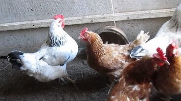 Куры, петухи: Продаю | Петух, Цыплята, Куры | Брама, Домашняя | На забой, Для разведения, Несушки — 3