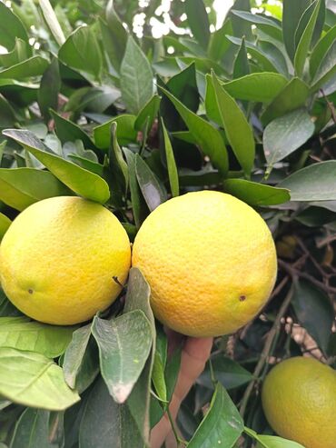Meyvə və giləmeyvə: Məhsul: Bağdan təzə sitrus meyvələri – limon və portağal/mandarin — 4