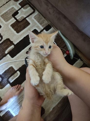 котята бесплатные: Очаровательные котята даром приучены к лотку - Породы: домашние — 5