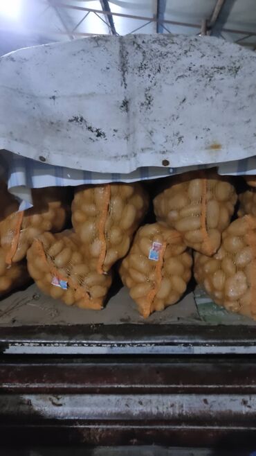 цена картошки в бишкеке: На продажу Иссык-Кульская картошка сорта джелле, экологическия чистая