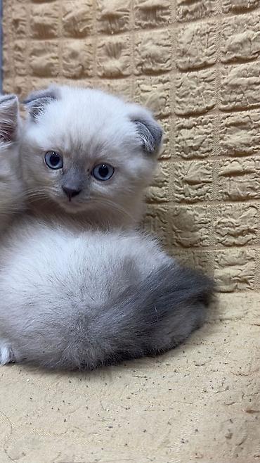 Pişiklər: Britan — 5