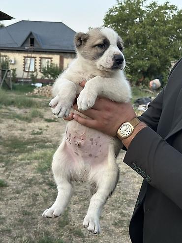 Продажа собак: Алабай, 1 месяц, Самец — 4