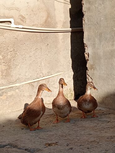 аксесуары для животных: Dekorativ ördekler satilir bilen bilir ne cinsidi 1 xoruz 2 fere