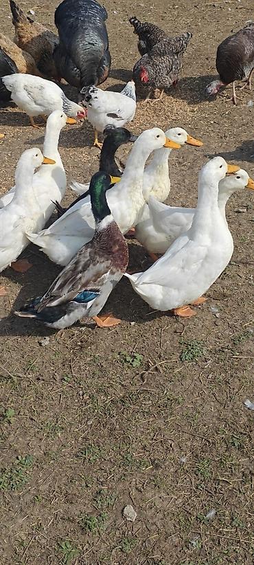 lavanda ördeyi: Ağ pekin ördekleri. Cavan heyvanlardi. Cütleşmeye başlayıblar. 3-4 — 2