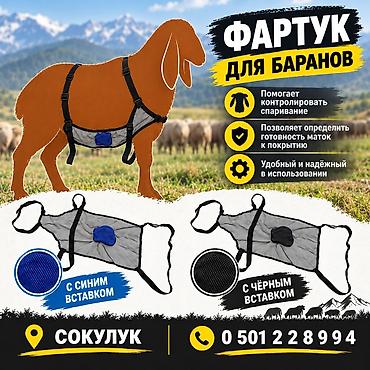 ремонт инкубатор: Фартук для баранов и козлов. В — 1