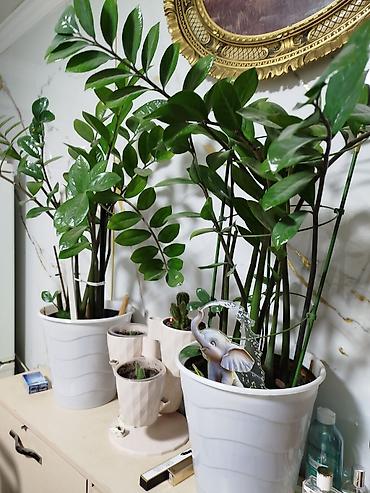 Денежное дерево: Замиокулькас (Zamioculcas zamiifolia) в декоративных горшках,2 горшка — 4