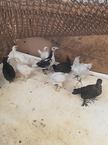 tovuz qusu satilir: Ağ-qara-bəzəkli hamısıda ayaqları lələkli 2 balaca sort yaponkalar — 6