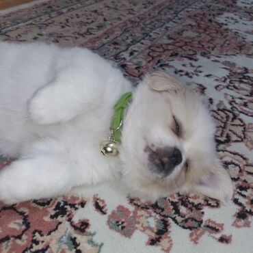 ucuz itler: Pekines, 2 ay, Erkek, Cütləşmə üçün, Ünvandan götürmə