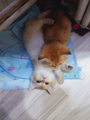 Pişiklər: Qızıl şinşilla, Erkək, Dişi, Yaxşı əllərə, Ünvandan götürmə -da lalafo.az — 14 Pişiklər: Qızıl şinşilla, Erkək, Dişi, Yaxşı əllərə, Ünvandan götürmə — 14