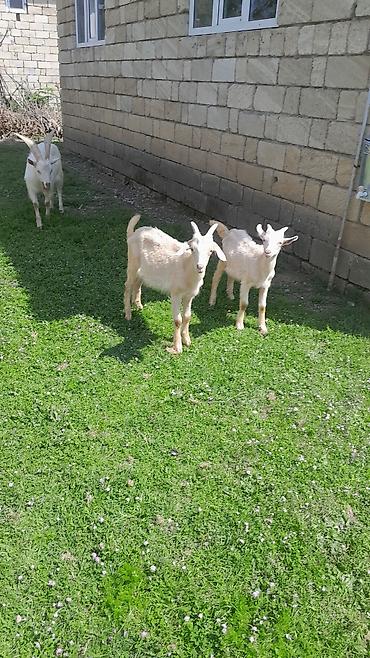 pitbull balaları: Satışda bala keçilər – müxtəlif rəng və ölçülərdə. - Növ: yerli süd — 3