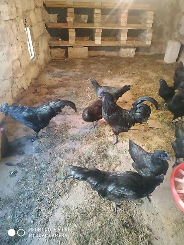 ayam cemani: Xoruz, Indonesiya, il: 1 — 4