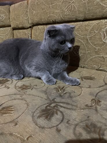 возьму породистого котенка в дар: Şotland yastı qulaq