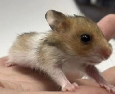 шиншилла цена бишкек: Хомячки по 180 сом. клетки от 500 до 1500 сом. выбор есть